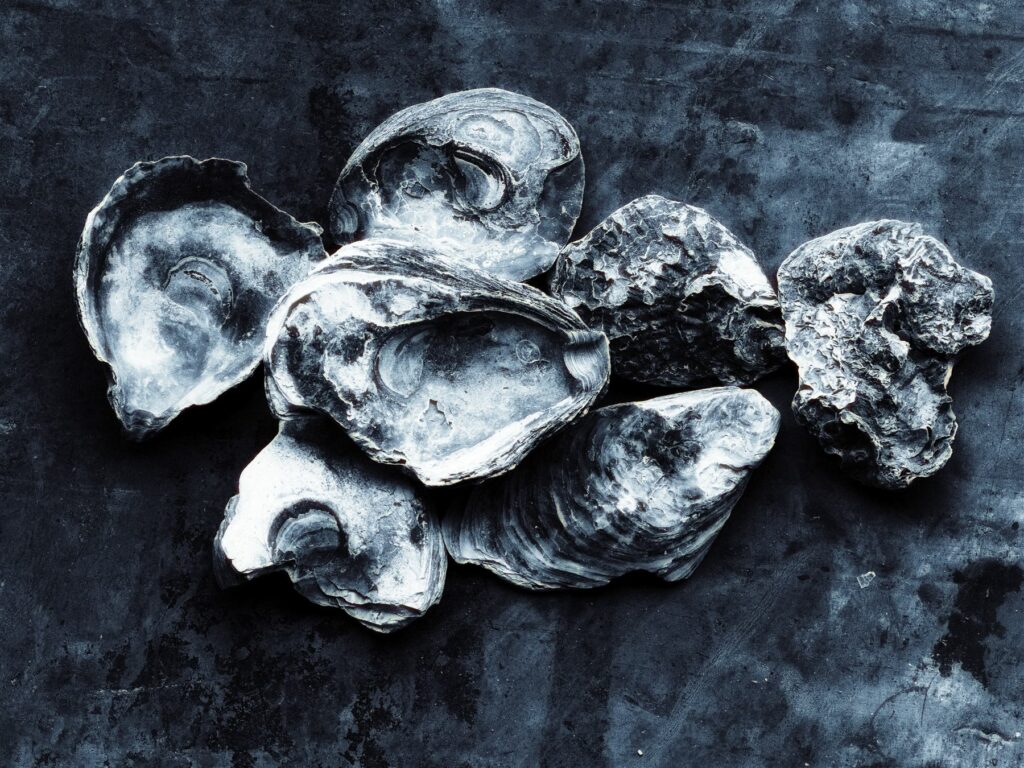 Oyster shells on a dark background